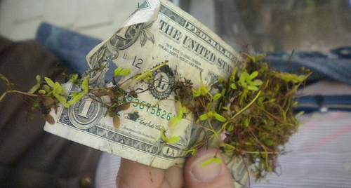 A tree ate my dollar by S. MiRK